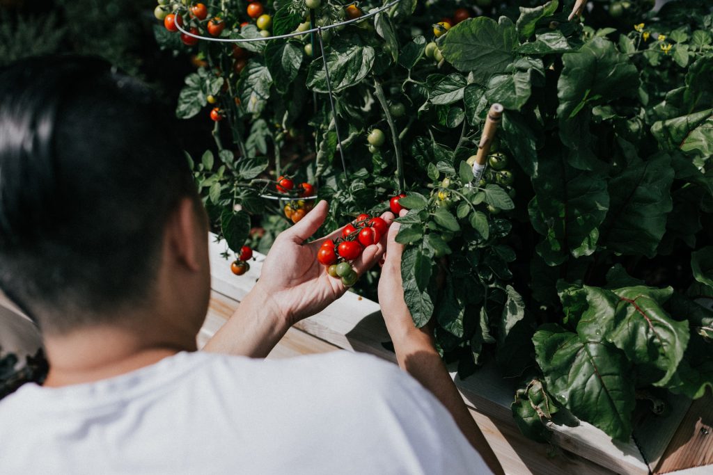 Veganismo: A Revolução Silenciosa que Está Transformando a Alimentação Mundial! Descubra como Mudar Sua Vida Hoje!