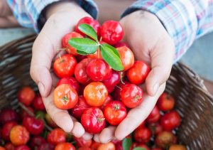 Você sabe Qual fruta tem mais Vitamina C? O Segredo é Surpreendente!