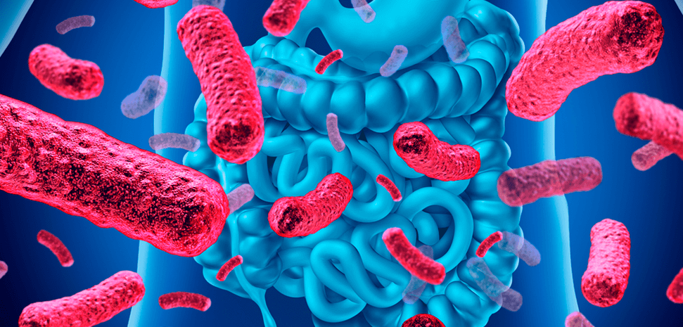 Microbiota intestinal e Imunidade