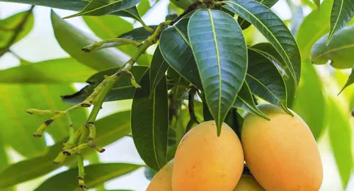 Chá da Folha da Manga