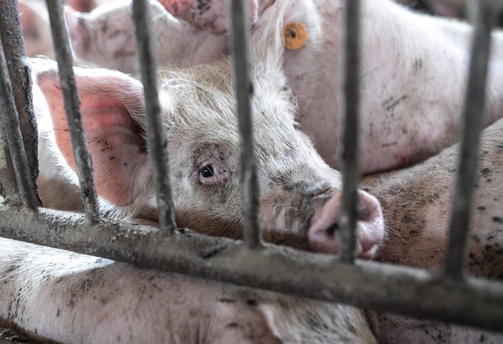 Carne suína brasileira usa o dobro de antibióticos da média global, alerta ONG