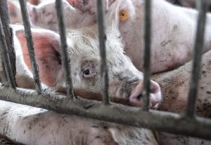 Carne suína brasileira usa o dobro de antibióticos da média global, alerta ONG